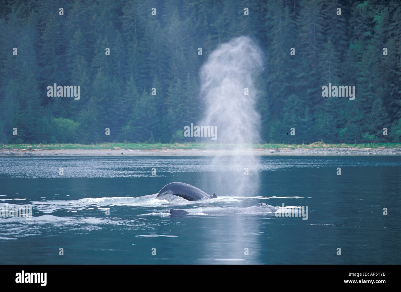 Humpback whale blow hole hi-res stock photography and images - Alamy