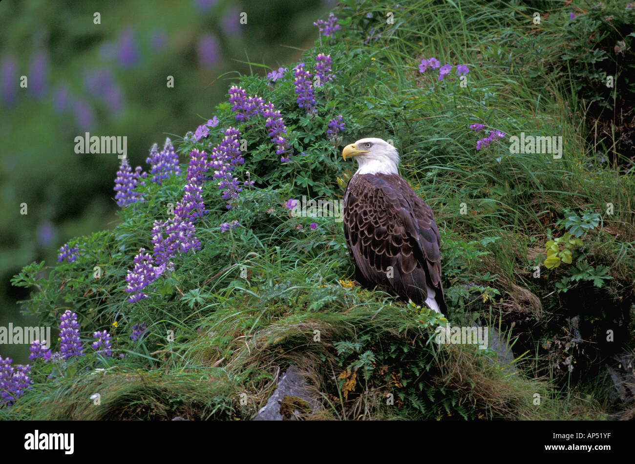 North America, USA, Alaska, Unalaska Island, Bald Eagle, Haliaeetus Leucocephalus Stock Photo