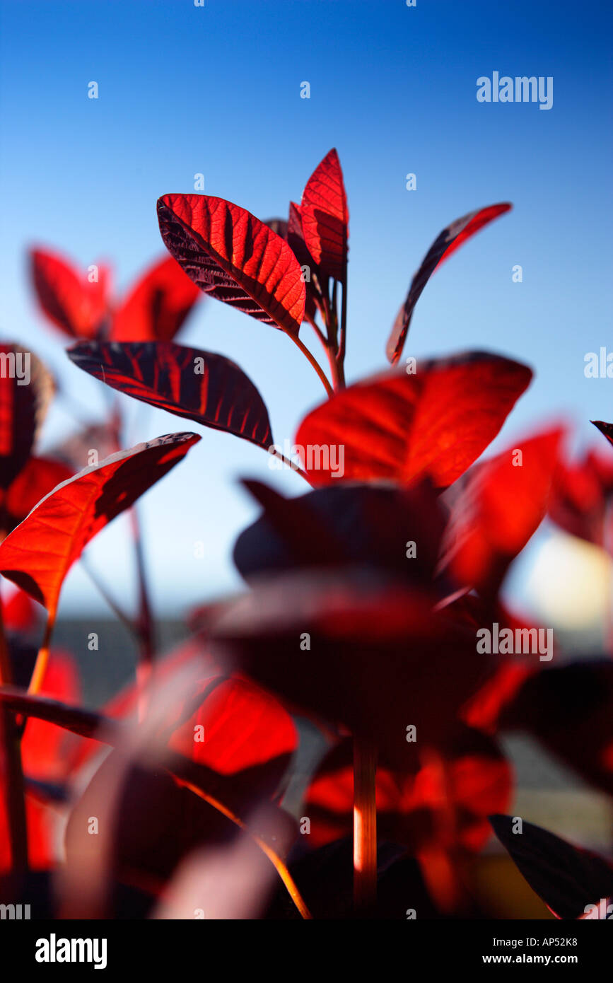Cotinus flame hi-res stock photography and images - Alamy