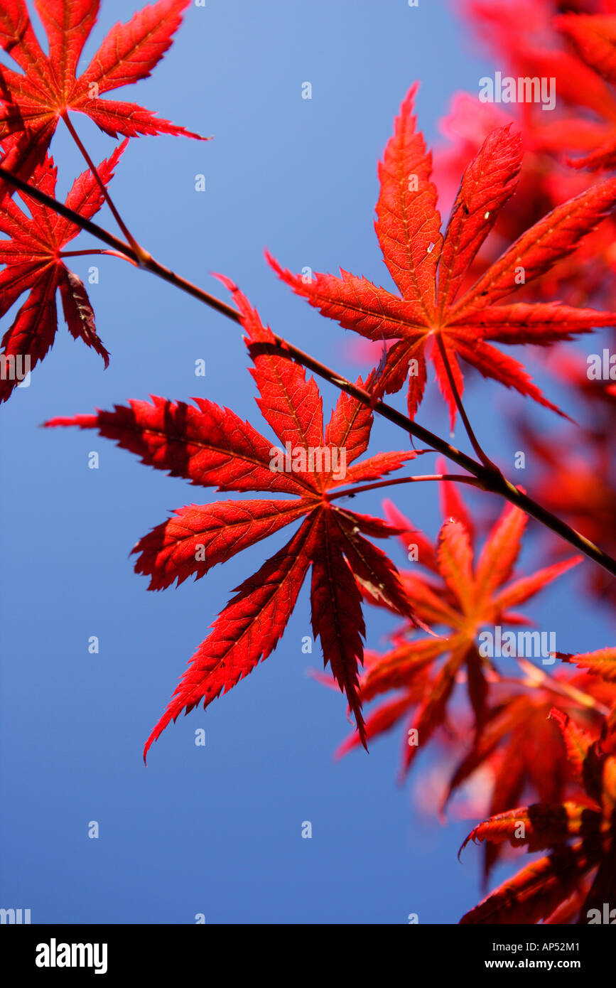 Japanese Maple Acer Palmatum Bloodgood Leaves Stock Photo - Alamy