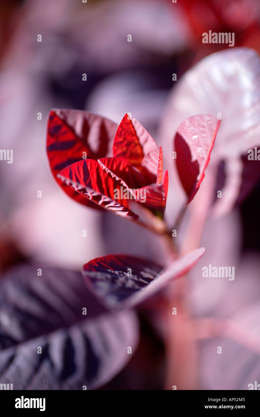 Cotinus flame hi-res stock photography and images - Alamy
