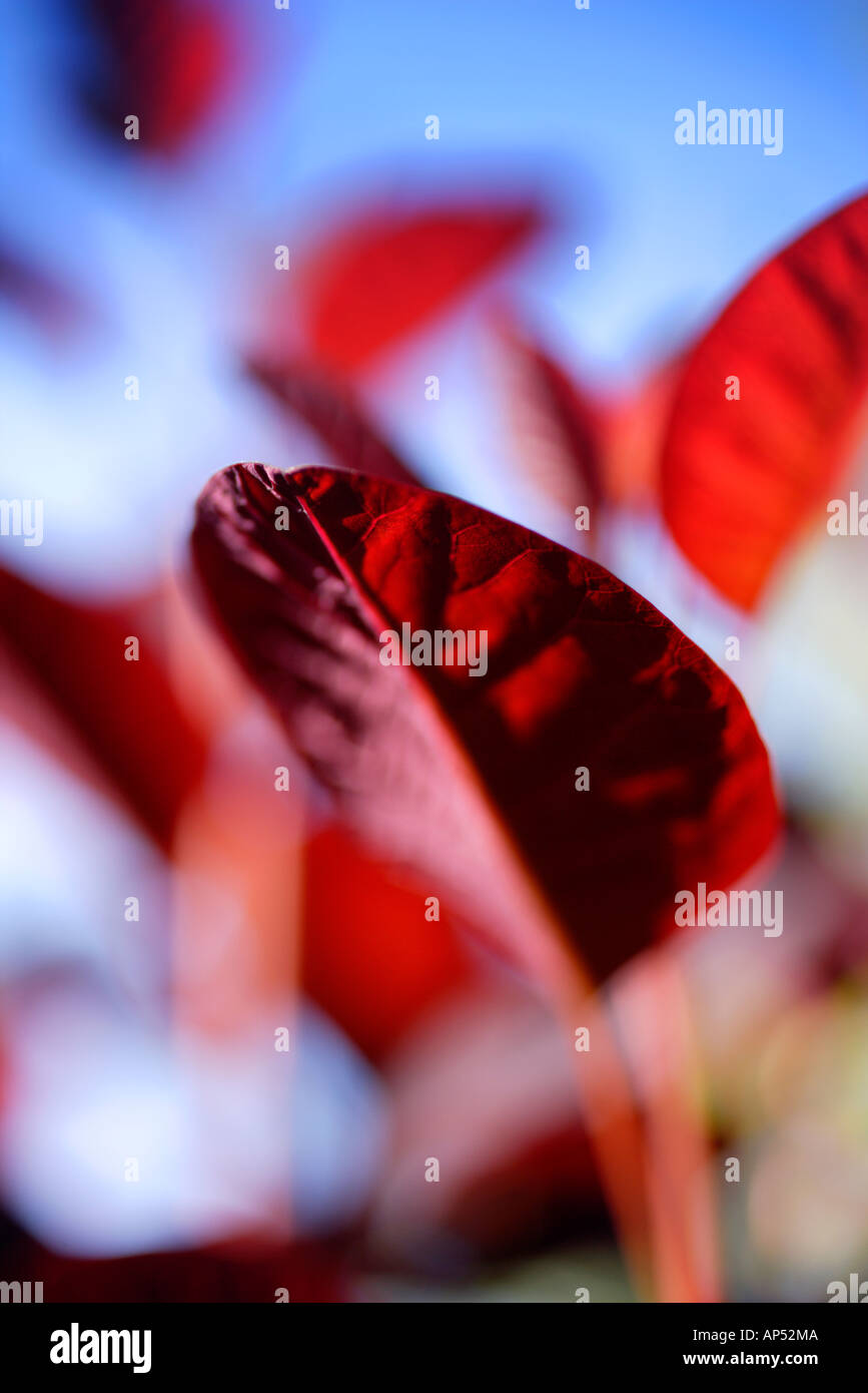 Cotinus flame hi-res stock photography and images - Alamy