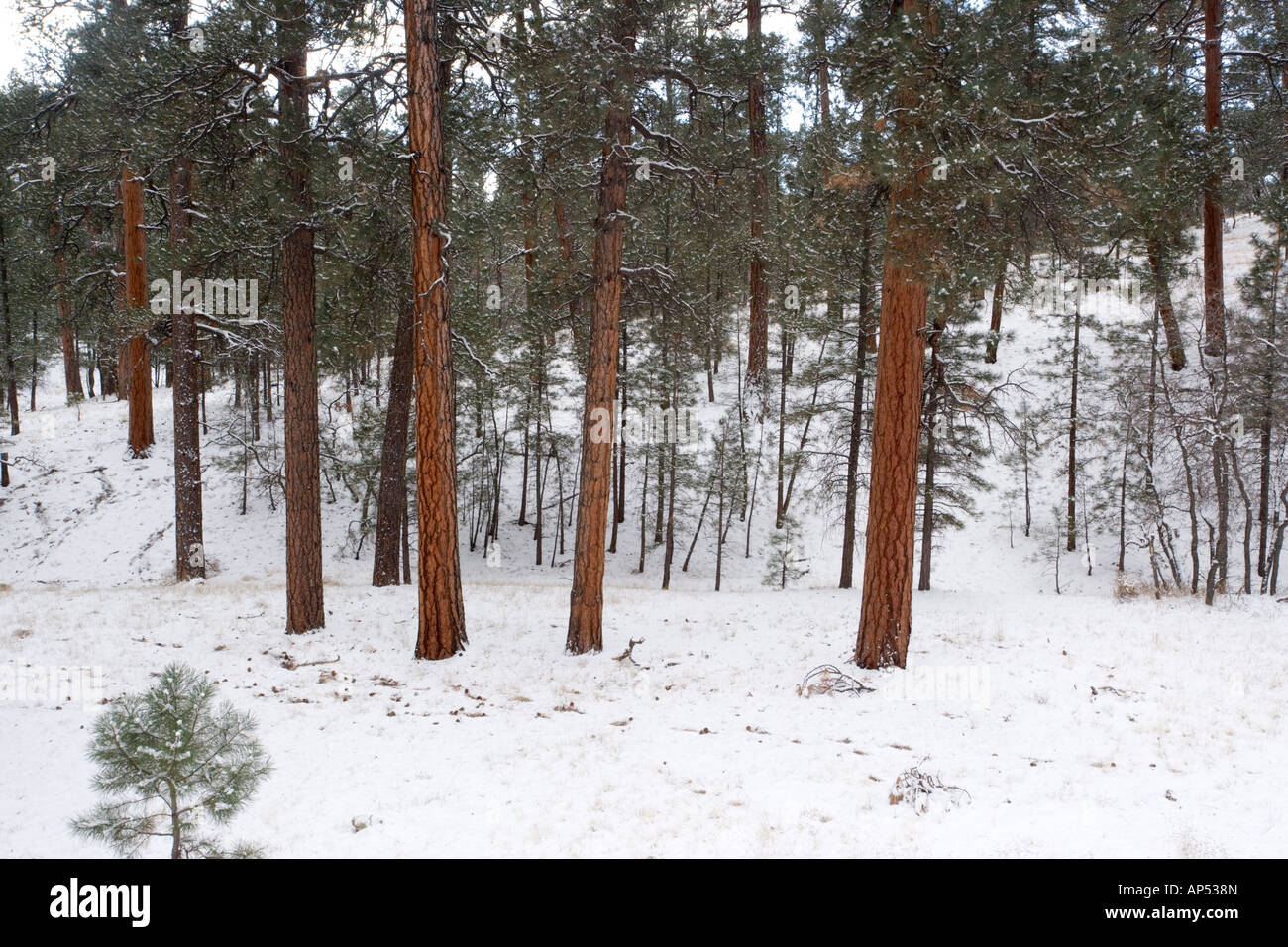 Ponderosa pine forest in snow Pinus ponderosa var scopulorum Grand Canyon National Park in winter South Rim Arizona USA Stock Photo