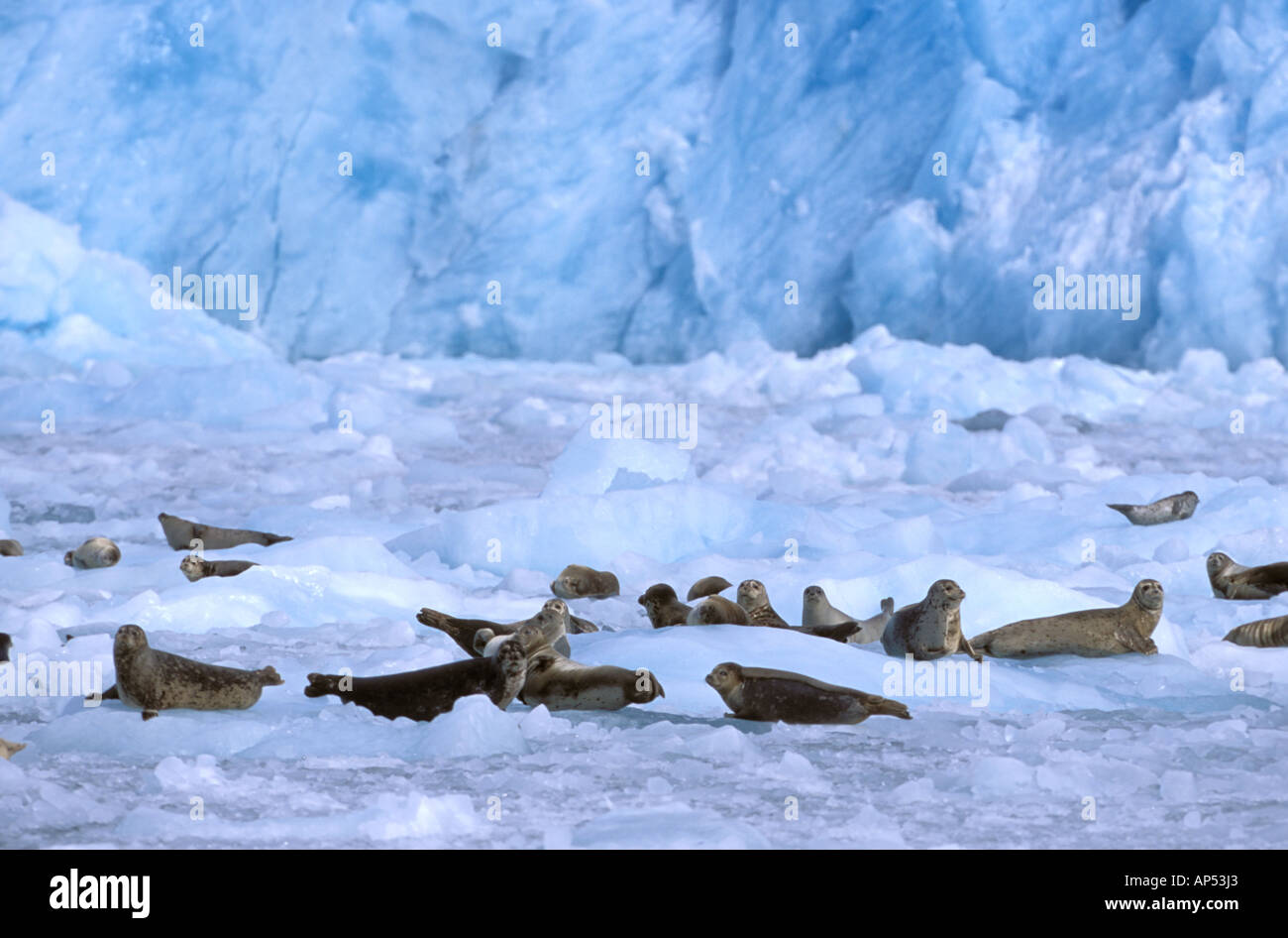 North America, USA, Alaska, Prince William Sound, Chenega Glacier. A ...