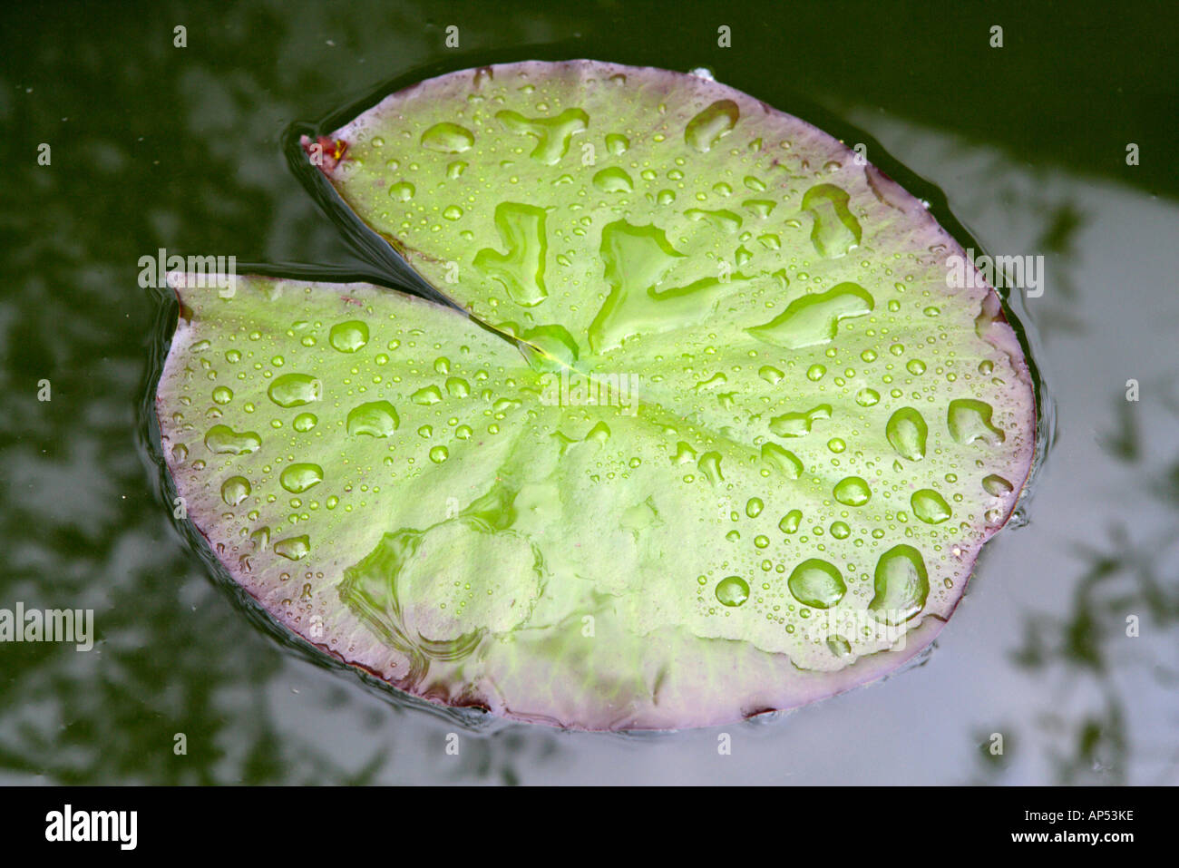 Single Lily Pad In The Rain, Garden Pond Stock Photo Alamy