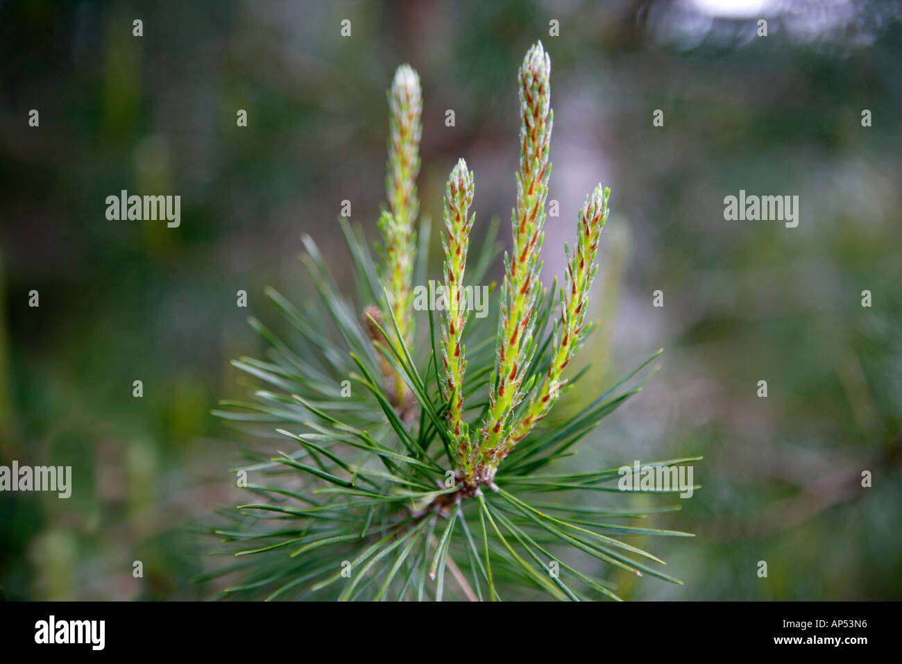 New Growth Pine Tree Stock Photo - Alamy