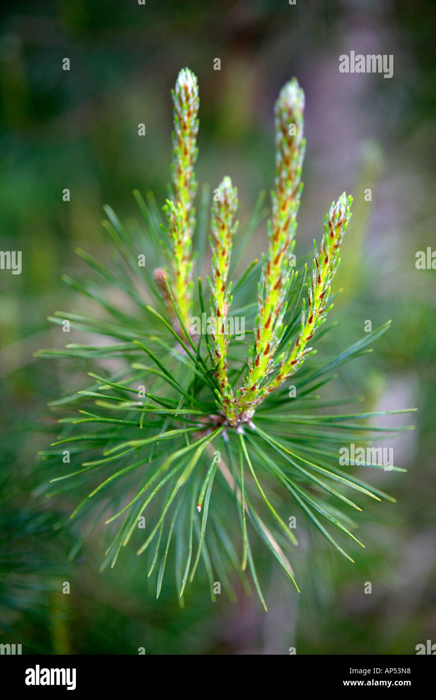 New Growth Pine Tree Stock Photo Alamy