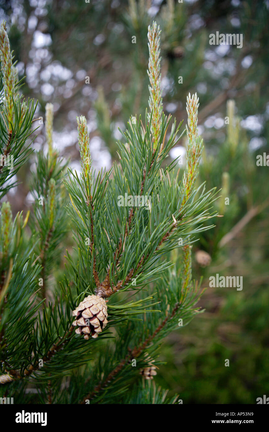 New Growth And Cone, Pine Tree Stock Photo - Alamy