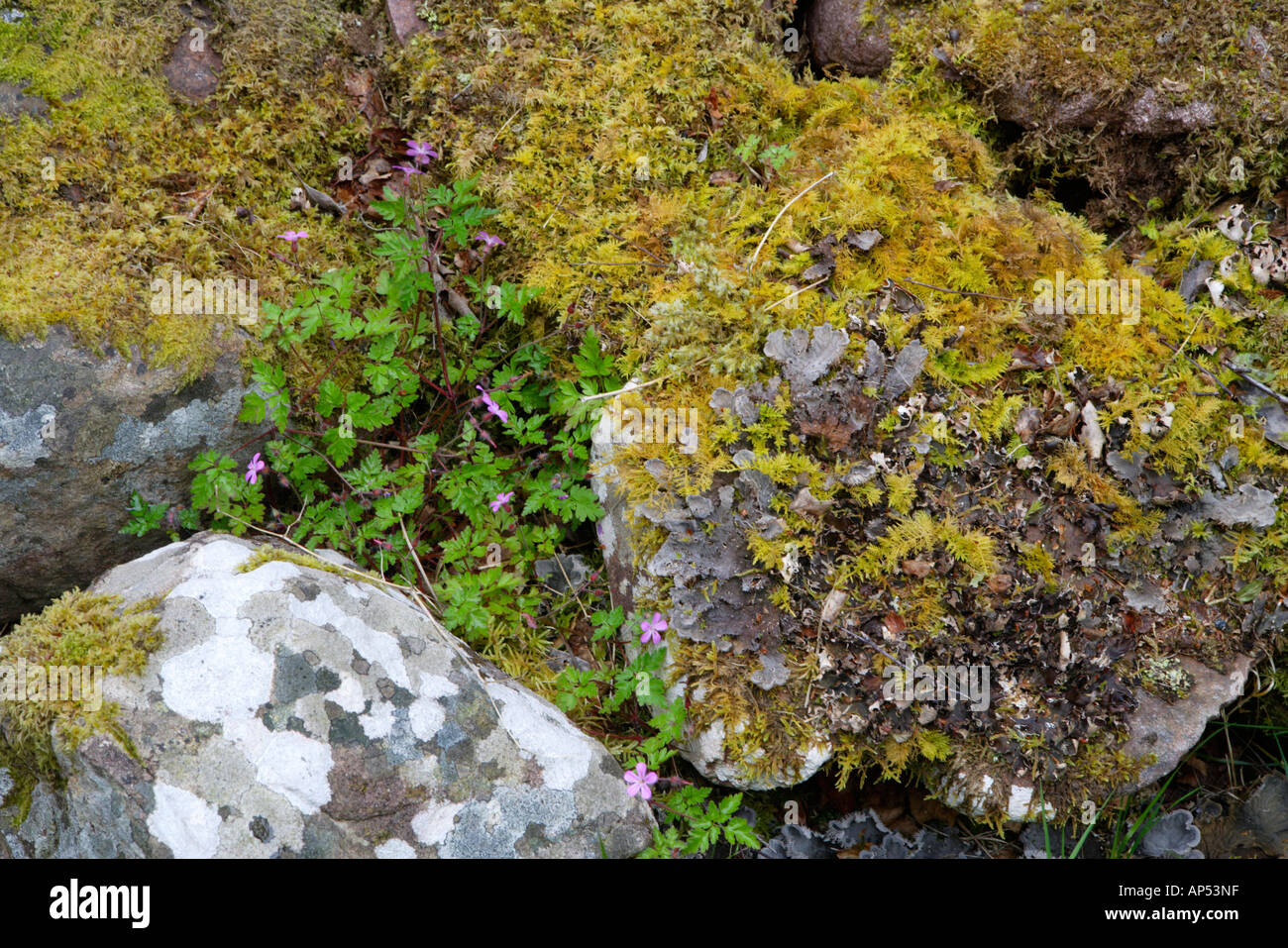 Small Flowered Cranes Bill And Sphagnum Moss Growing On Rocks Scotland UK Stock Photo