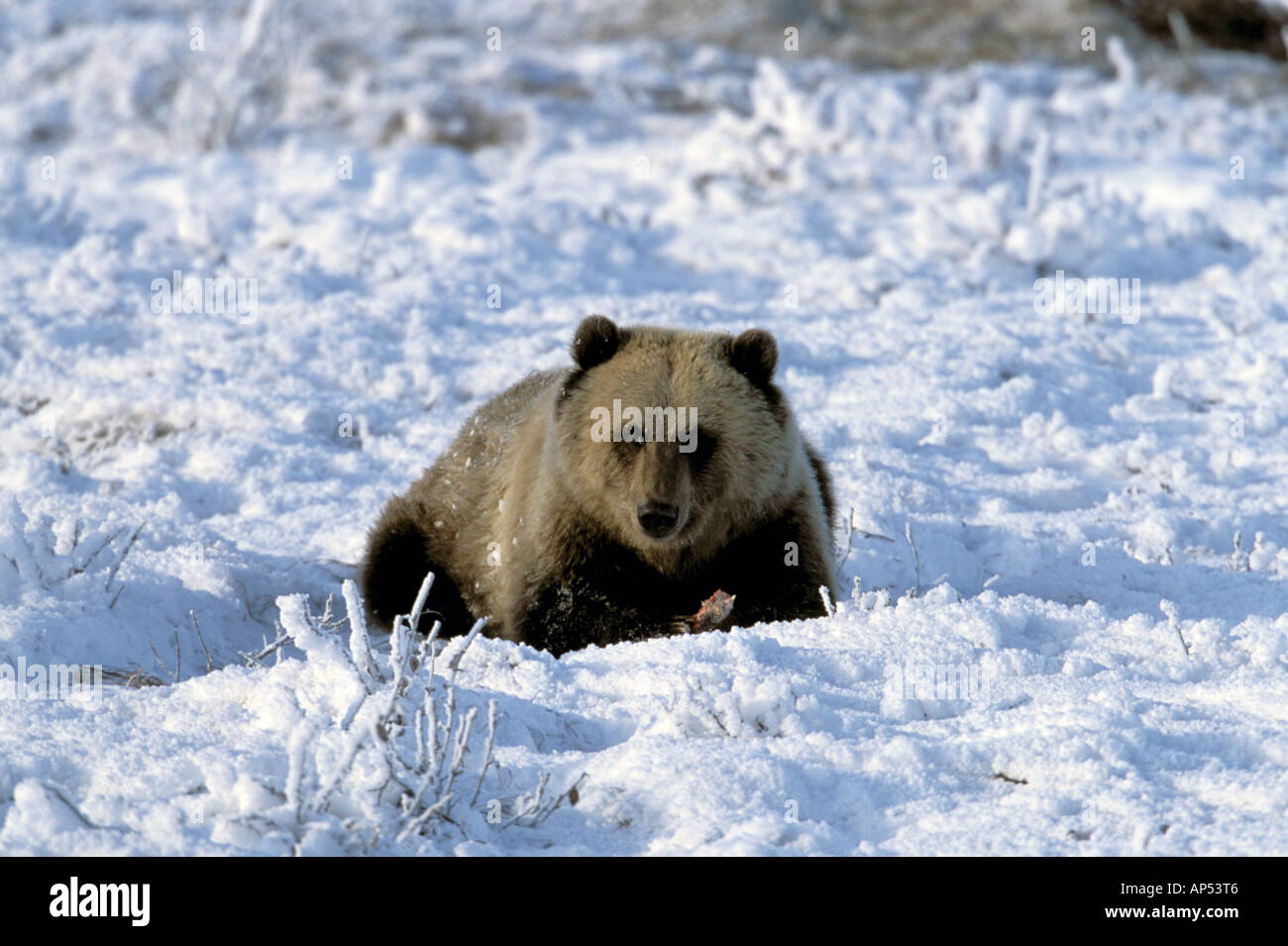 North America, USA, Alaska, Arctic Coastal Plain. Grizzly Bear foraging ...