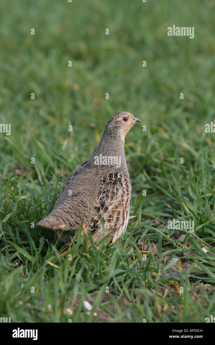 Grey Partridge Perdix perdix in cereal field Stock Photo