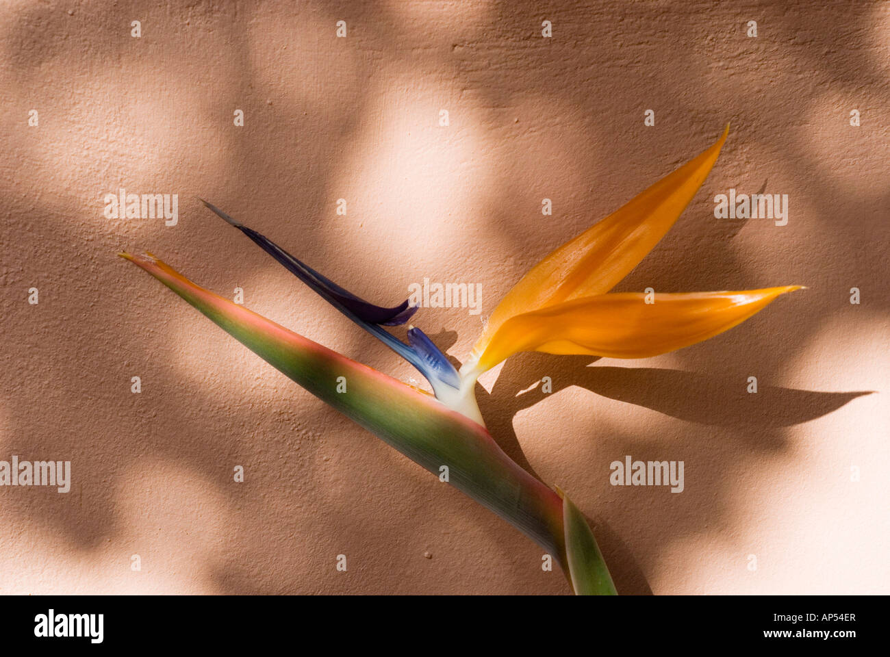 Bird of Paradise flower against terra-cotta wall in dappled sunlight. Landscape format. Stock Photo