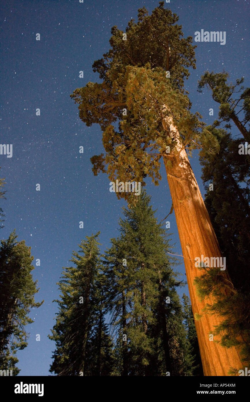 Giant Sequoia trees (Sequoiadendron giganteum) in the Sequoia National Park, Sierra Nevada, California, USA Stock Photo