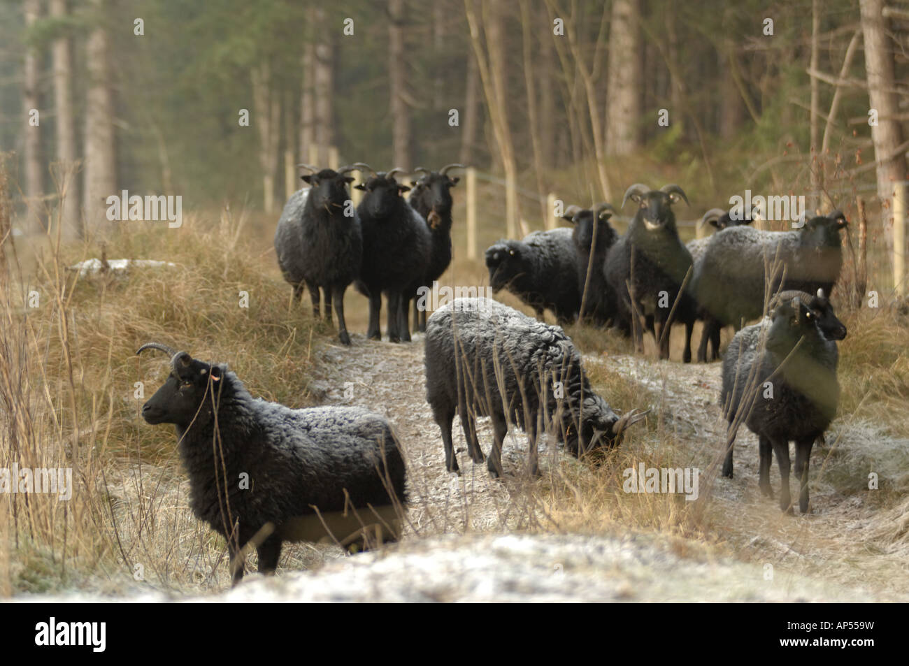 Hebridean sheep covered in frost at Ainsdale Sand Dunes National Nature Reserve Lancashire Stock Photo