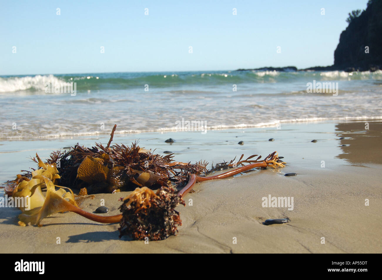 Seaweed on beach near cape Reigna Stock Photo
