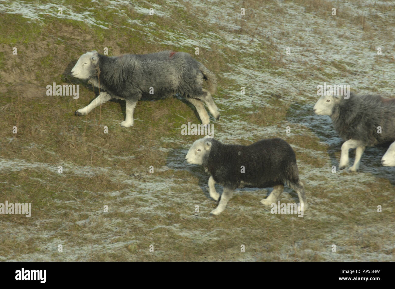 Herdwick sheep at Ainsdale Sand Dunes National Nature Reserve Lancashire Stock Photo