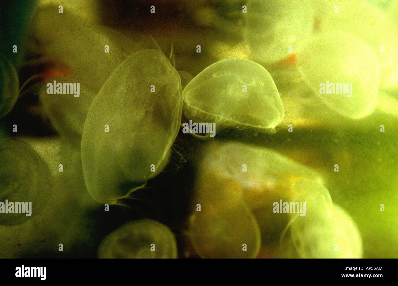 Jellyfish photographed in a rock pool in Shetland Stock Photo