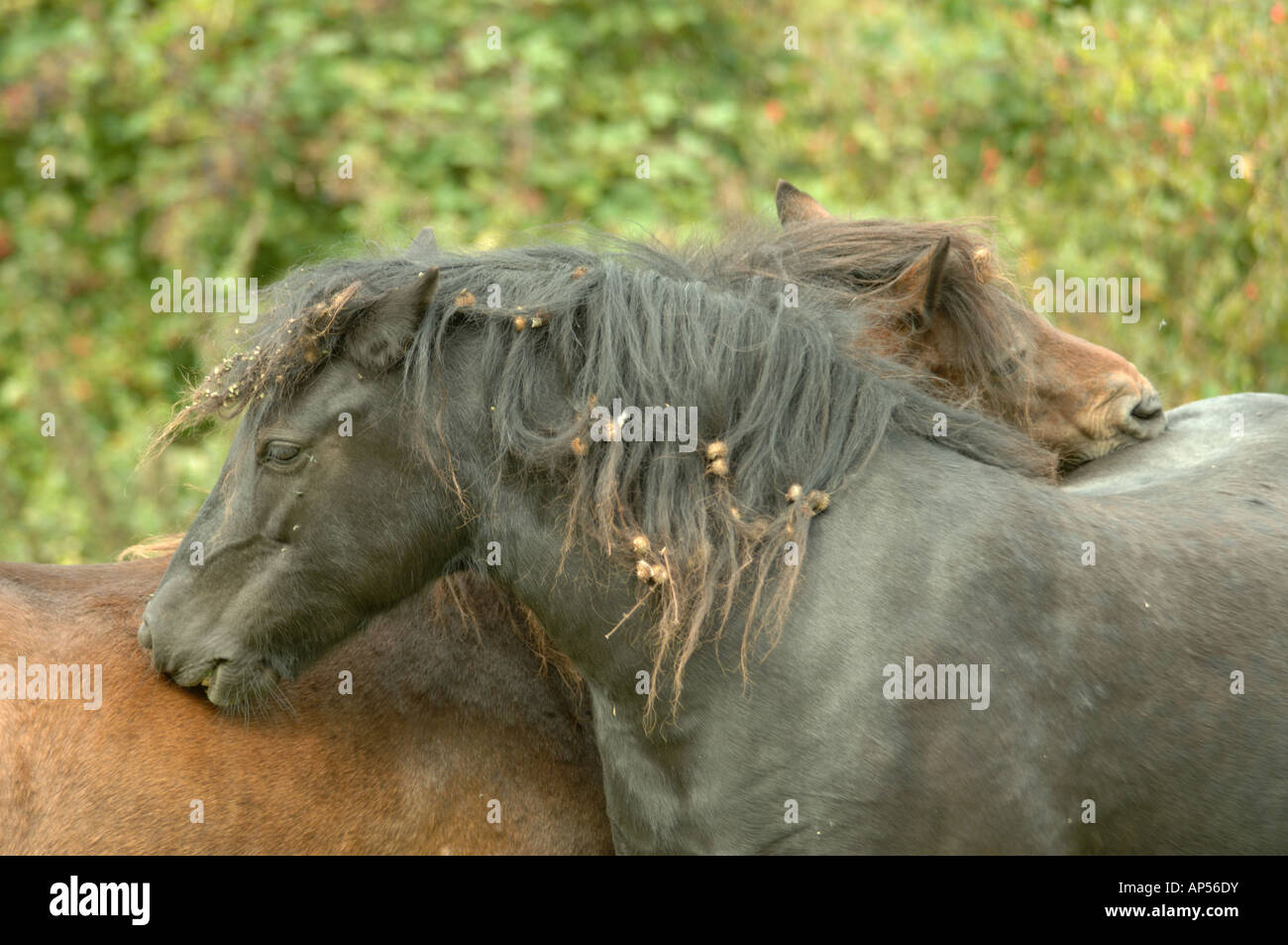 Dartmoor Ponies grazing on Barton Hills National Nature Reserve Bedfordshire England Stock Photo