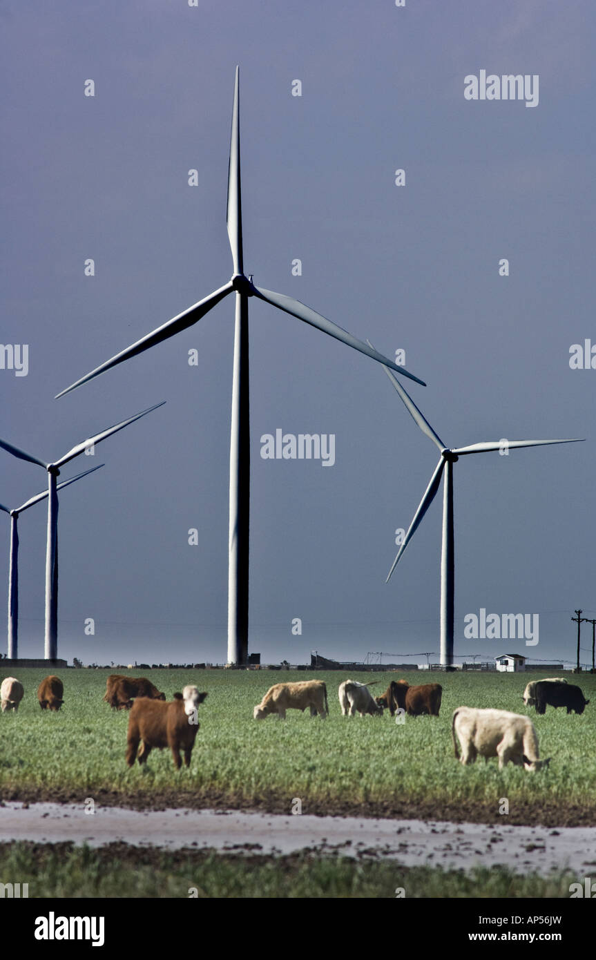 Wind powered turbines on Texas wind farm with grazing cattle. Stock Photo