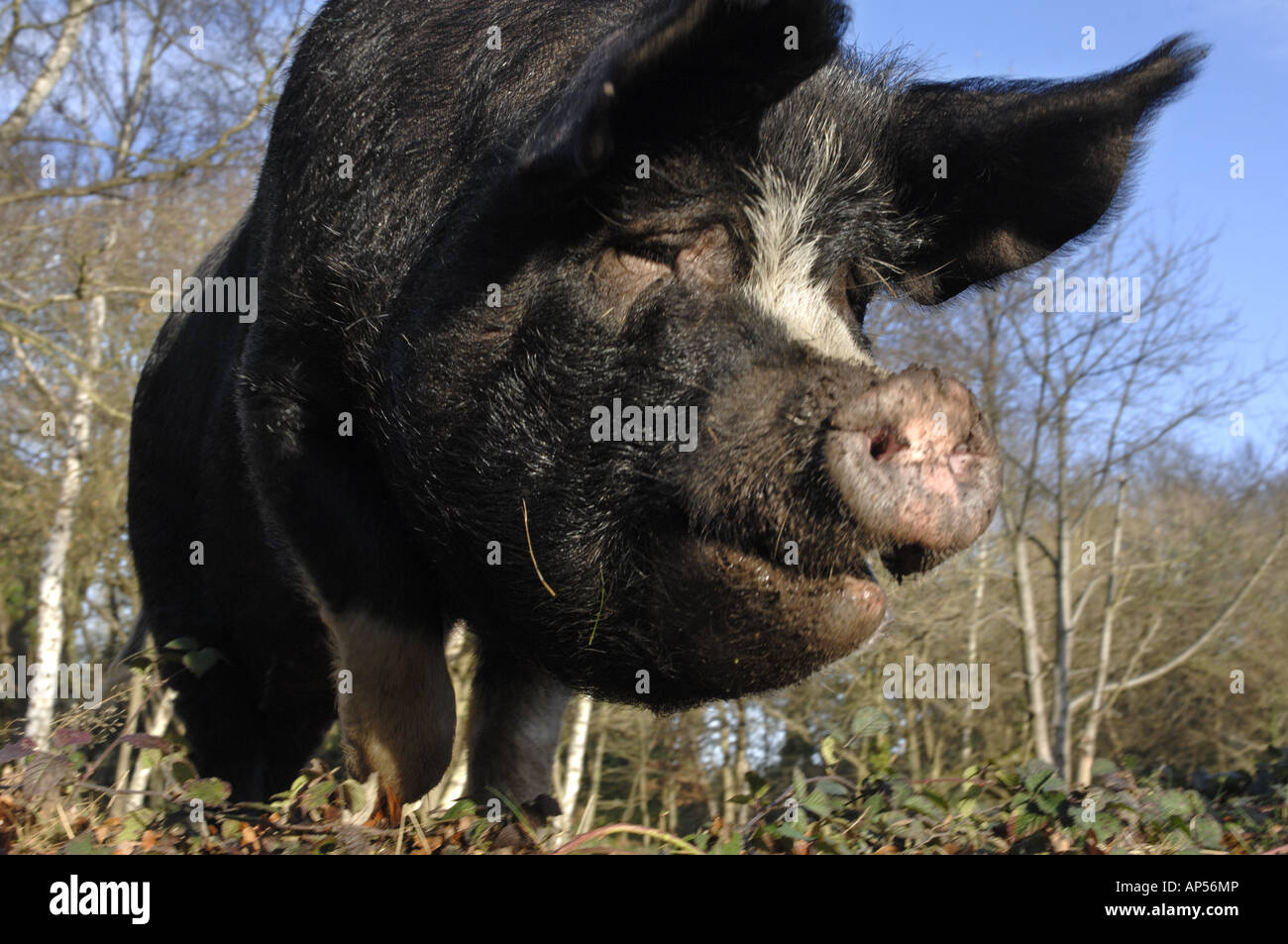 Free range pigs grazing on Burnham Beeches National Nature Reserve near Slough buckingham England Stock Photo