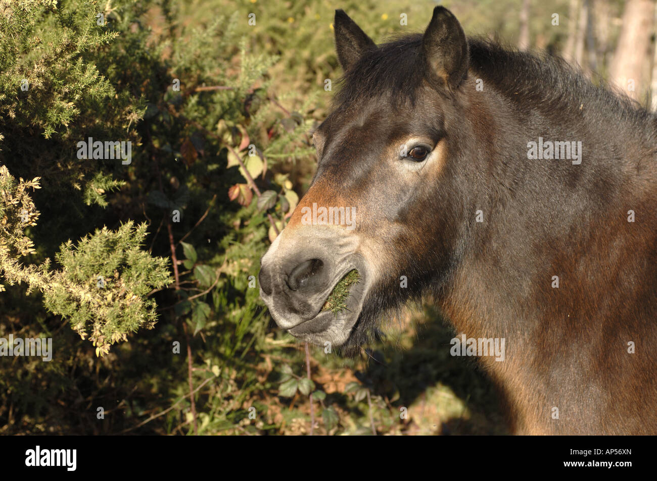 Exmoor Pony browsing on Burnham Beeches National Nature Reserve near Slough buckingham England Stock Photo