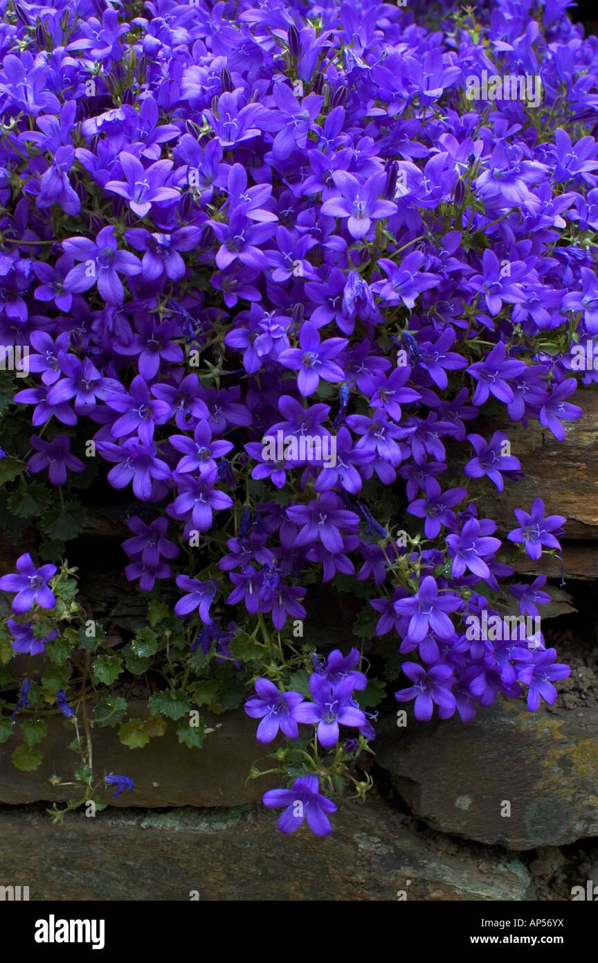 blue rockcress flowering over a stone wall Stock Photo