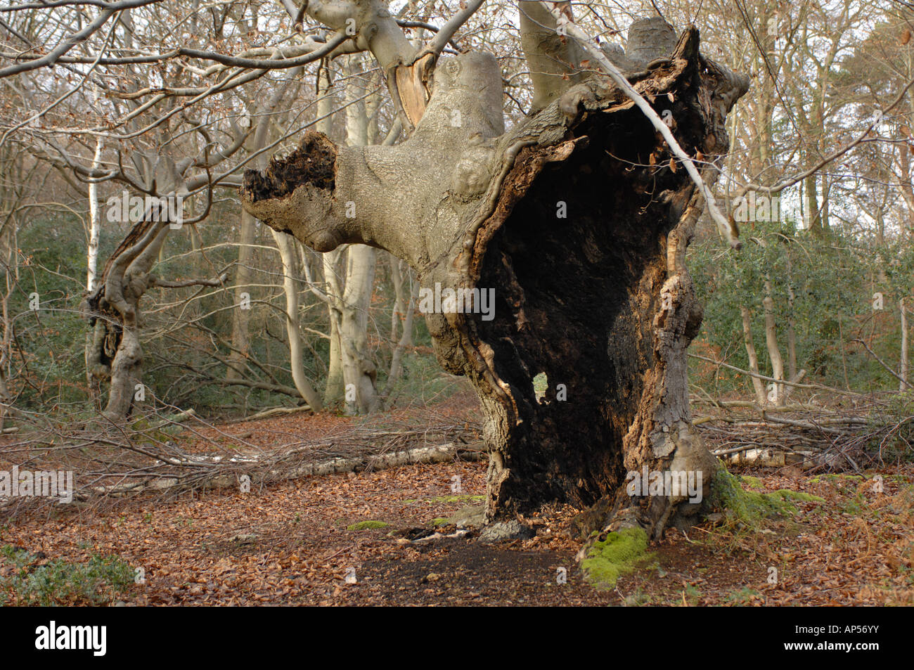 Ancient tree in Burnham Beeches National Nature Reserve near Slough buckingham England Stock Photo