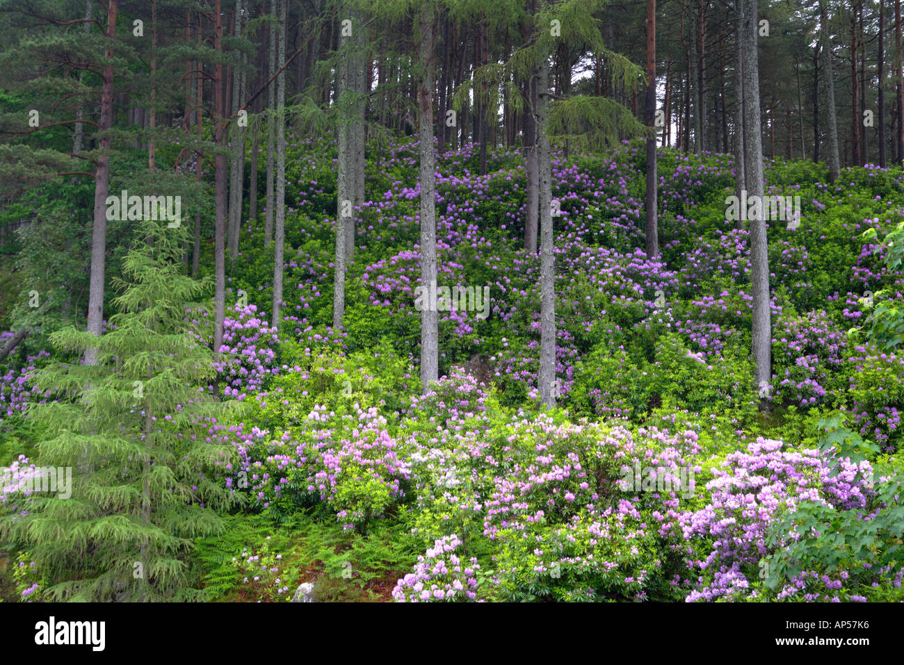 Rhododendrons in June and Caledonian Pine Forest, Coire Roille Torridon Wester Ross, Highlands of Scotland, UK Stock Photo