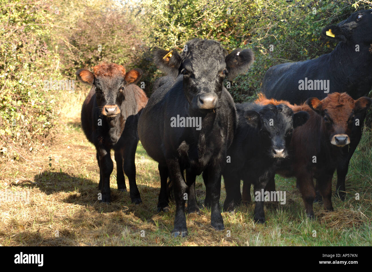 Dexter Cattle grazing on Caster Hanglands National Nature Reserve Cambridgeshire England Stock Photo