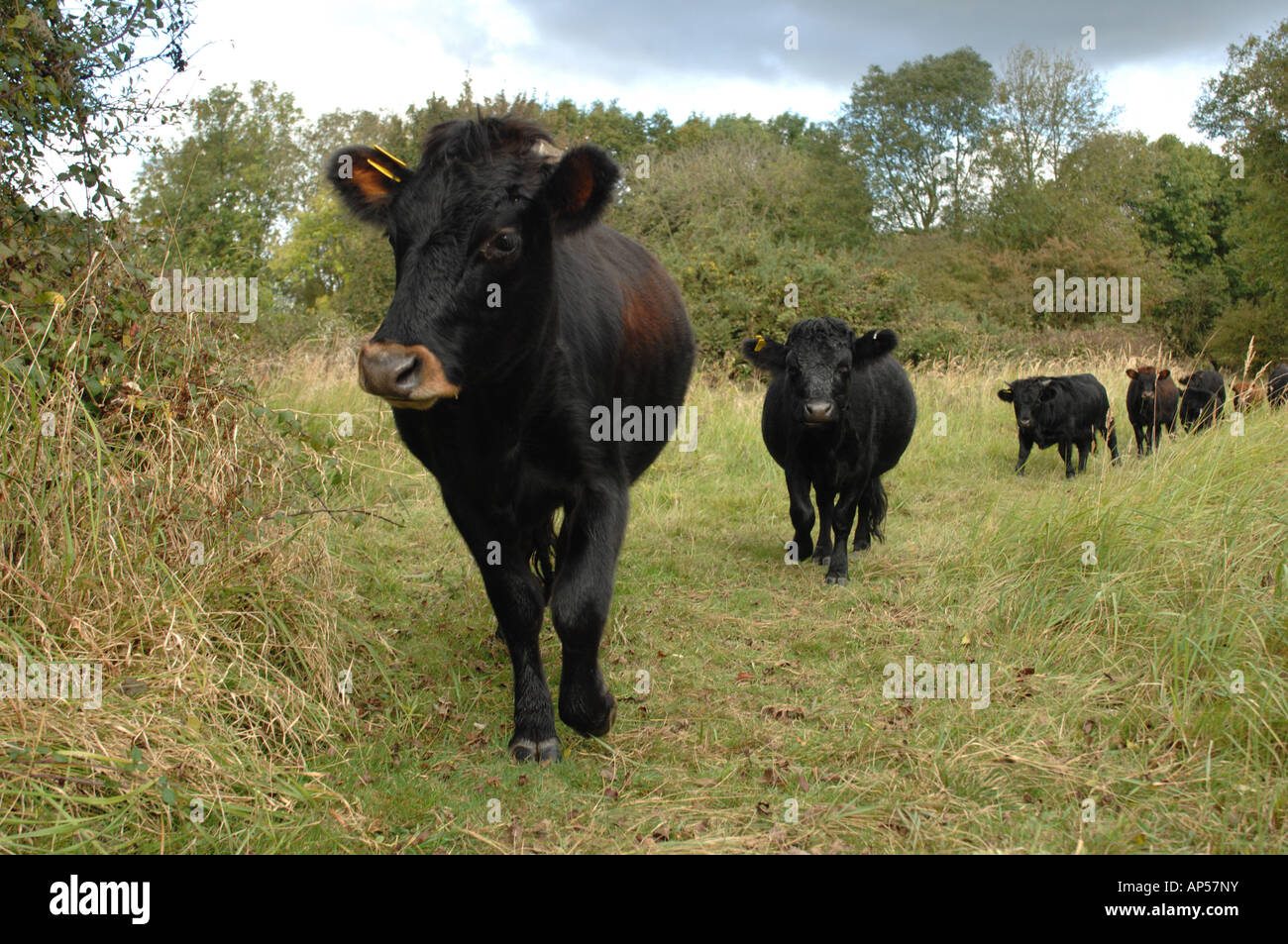 Dexter Cattle grazing on Caster Hanglands National Nature Reserve Cambridgeshire England Stock Photo