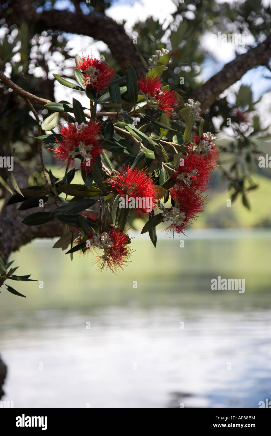 The Pōhutukawa or New Zealand Christmas Tree in flower in Auckland