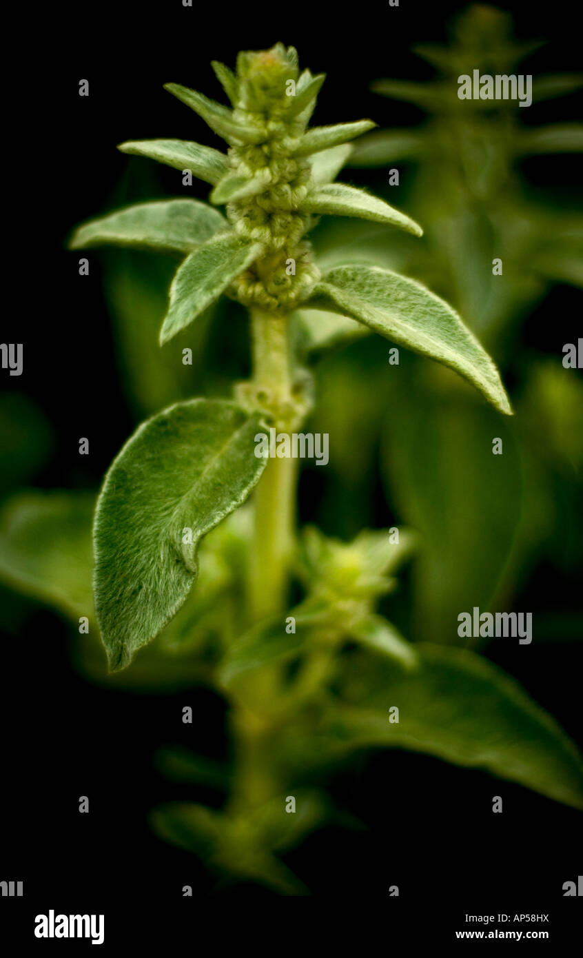Close up of a plant with hairy leaves Stock Photo