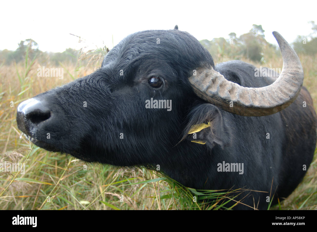 Water Buffalo grazing at Chippenham Fen National Nature Reserve Cambridgeshire England Stock Photo