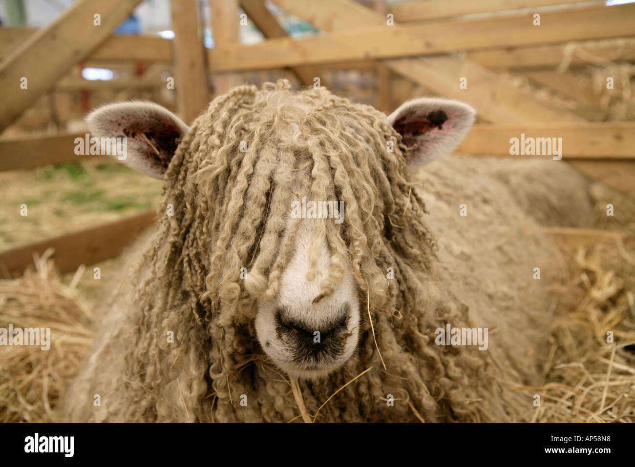 Long Haired Sheep Royal Norfolk Show UK Stock Photo ...