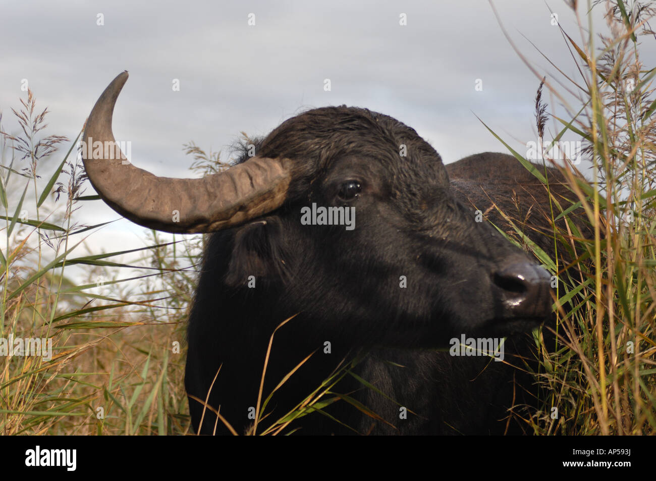 Water Buffalo grazing at Chippenham Fen National Nature Reserve