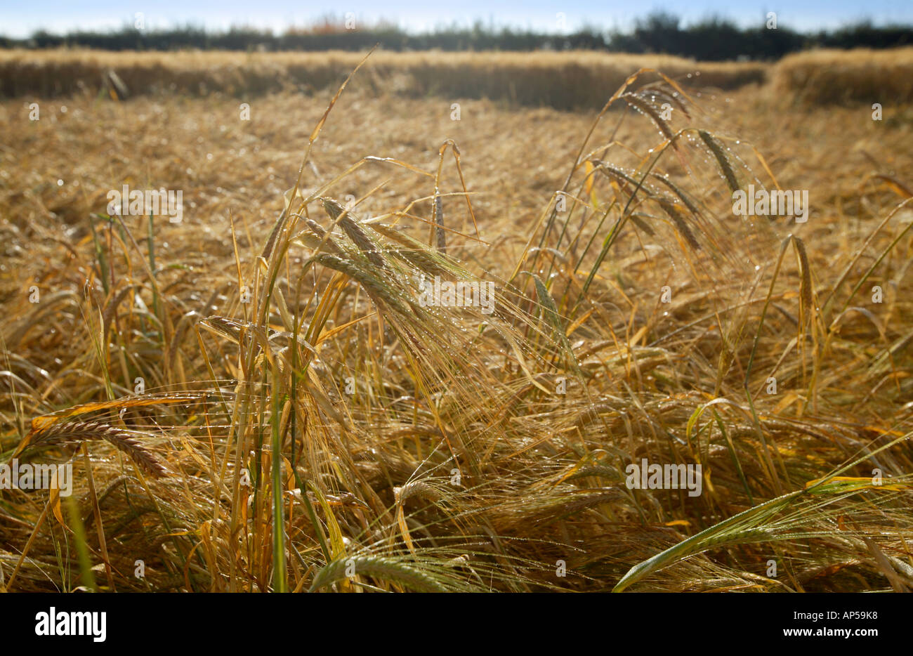 Inside Crop Circle In Ripe Barley Field Norfolk UK Stock Photo