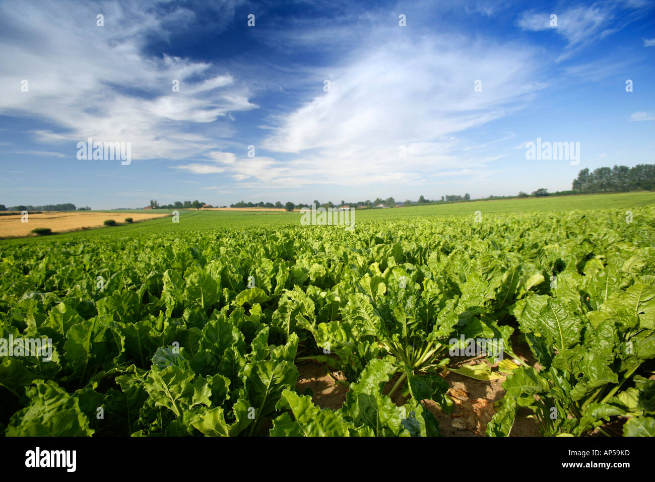 Field Growing Sugar Beet Norfolk UK Stock Photo