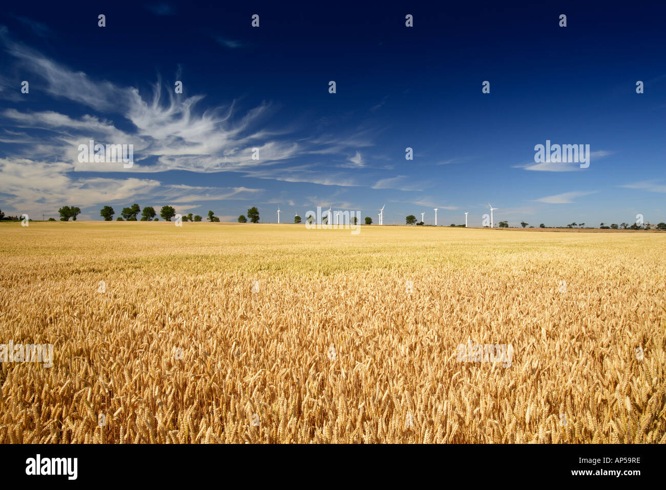 Crop rotation norfolk hi-res stock photography and images - Alamy