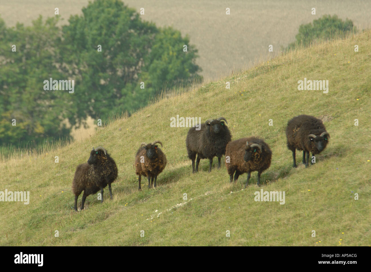 Hebridean sheep grazing Knocking Hoe National Nature Reserve ...