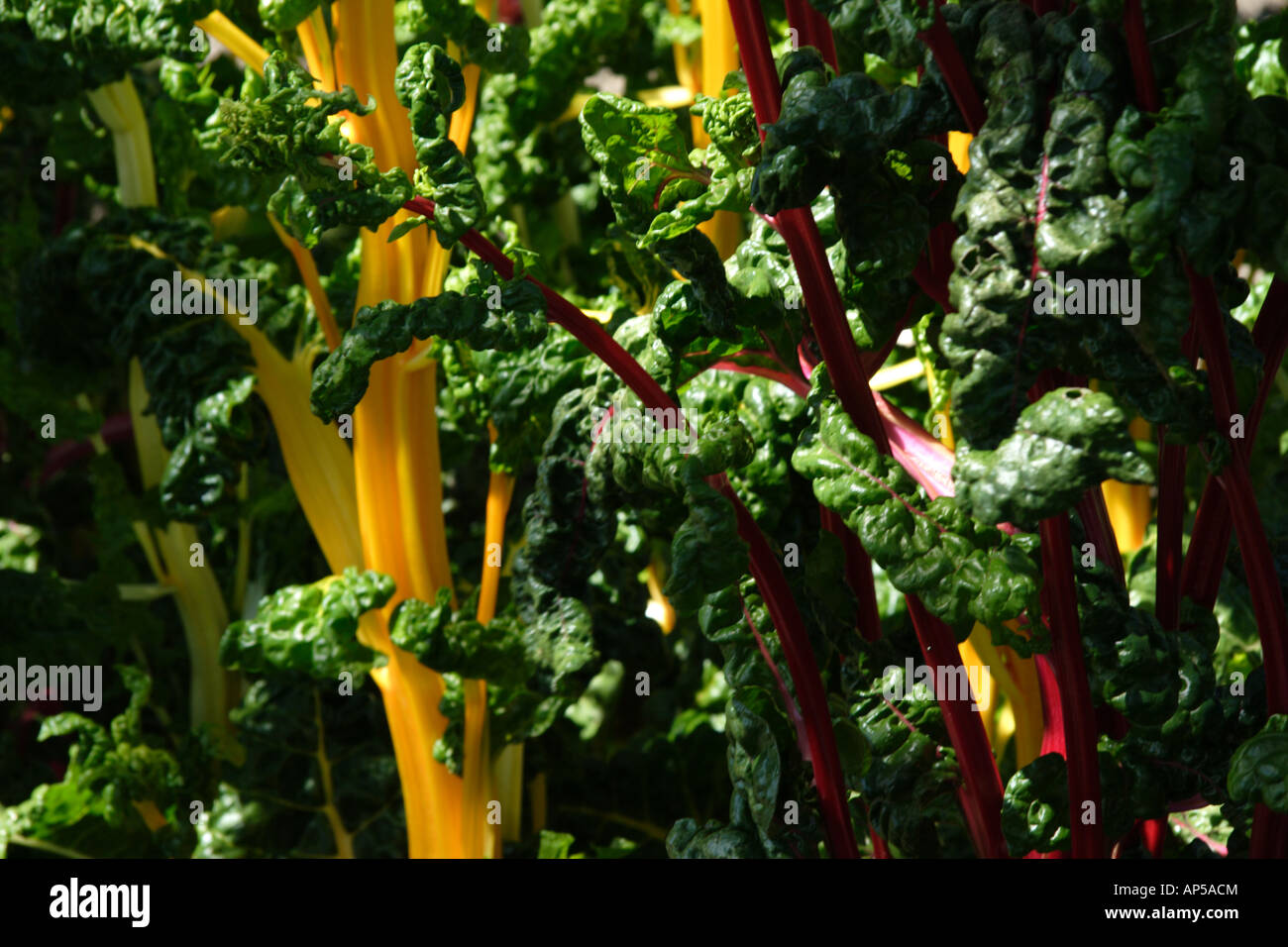 Swiss chard at Aberglasney House and Gardens, Llangathen, Camarthenshire, West Wales, UK Stock Photo