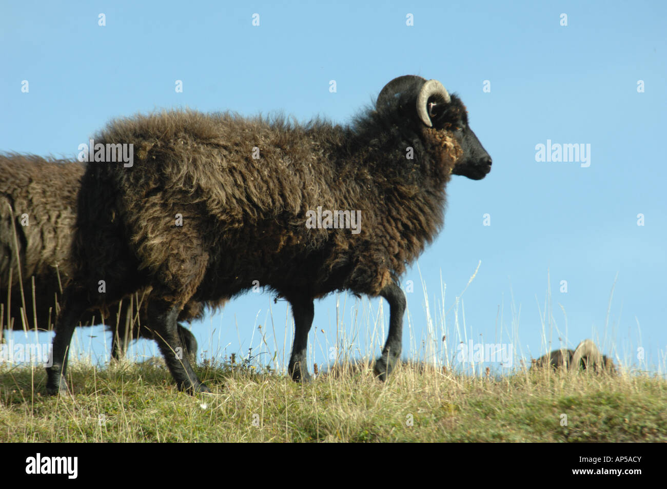 Hebridean sheep grazing Knocking Hoe National Nature Reserve ...