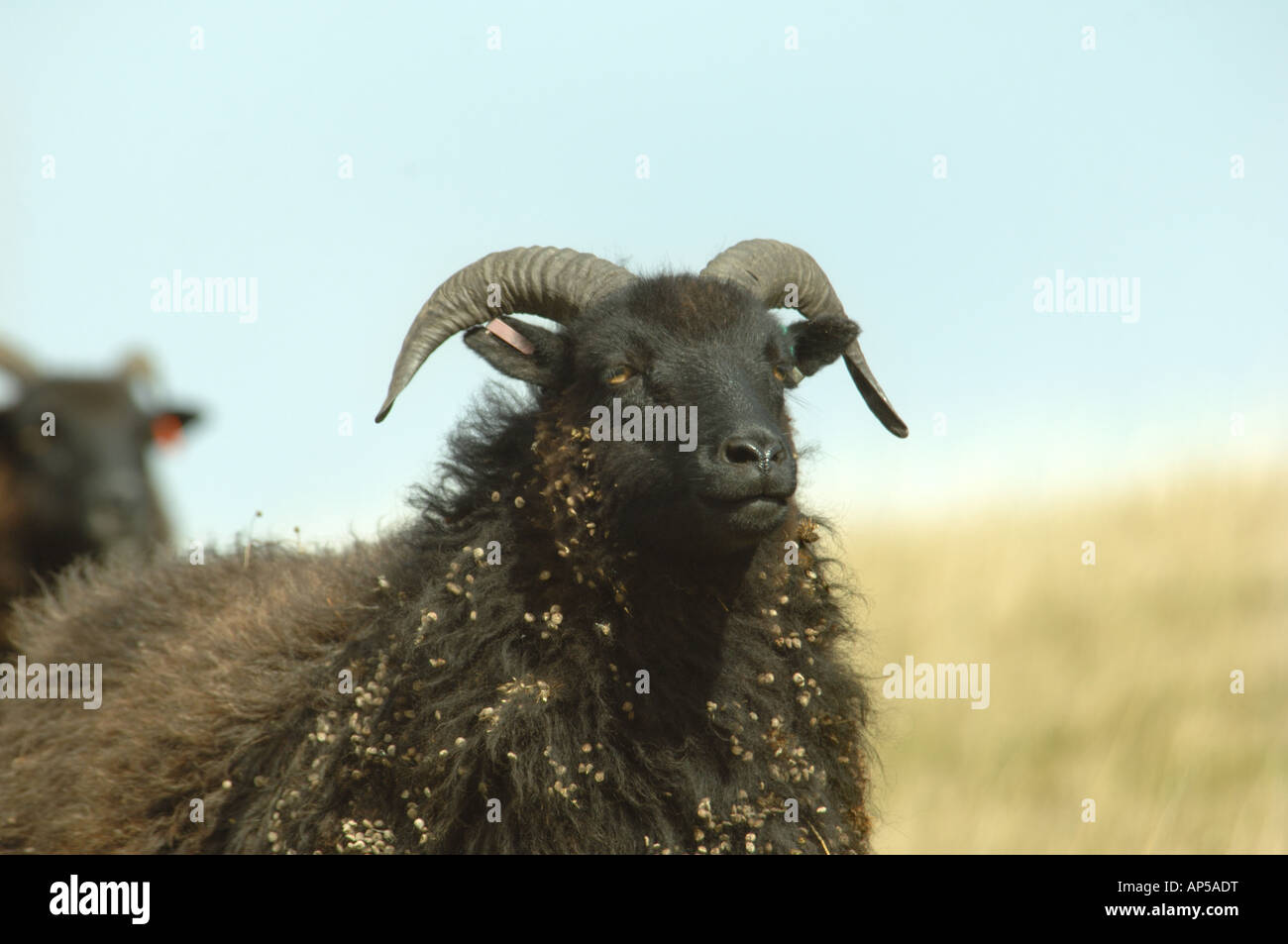 Hebridean sheep grazing Knocking Hoe National Nature Reserve ...