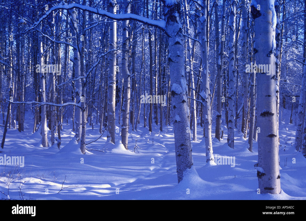 Snowy landscape winter scene hi-res stock photography and images - Alamy