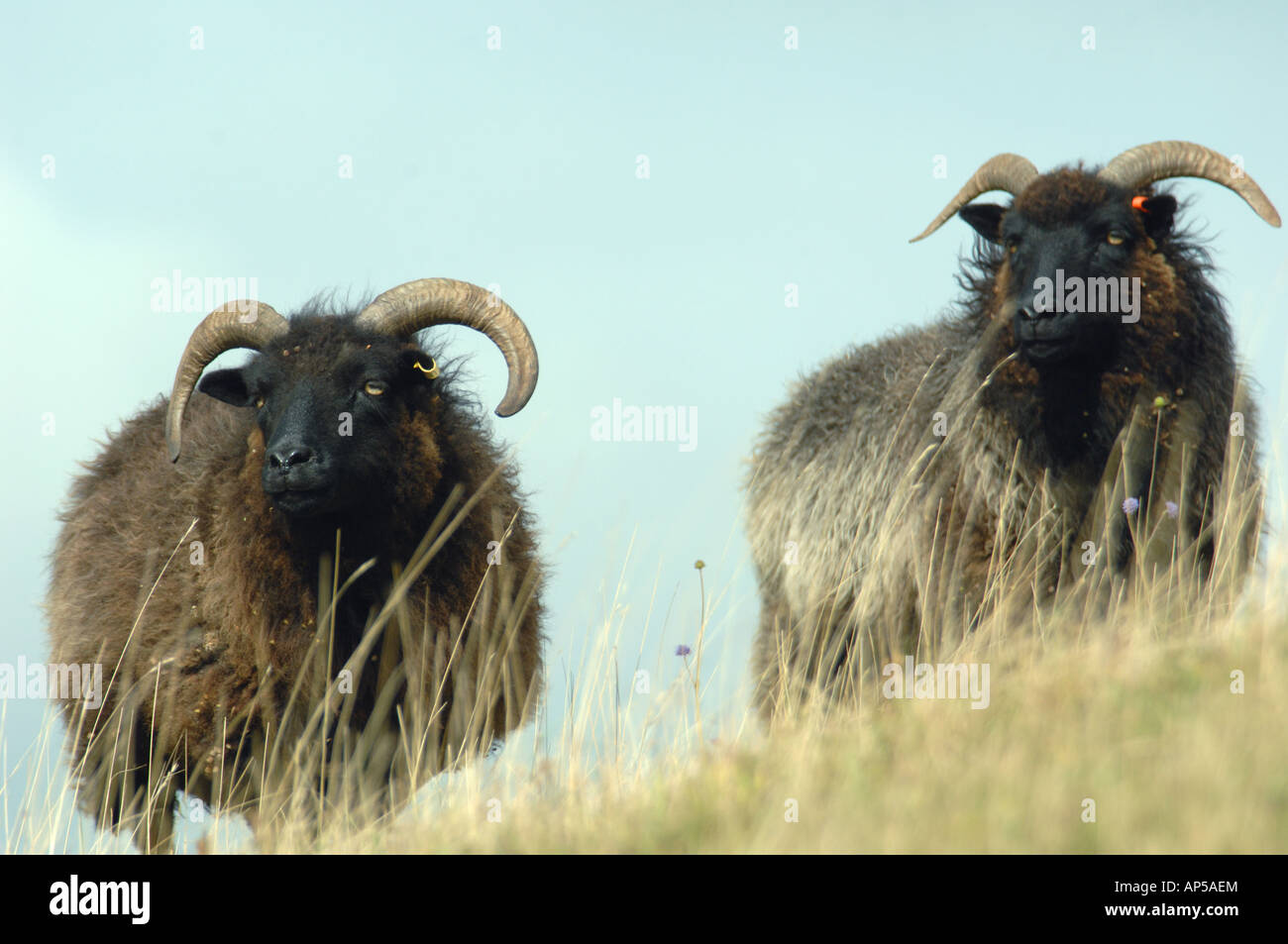Hebridean sheep grazing Knocking Hoe National Nature Reserve ...