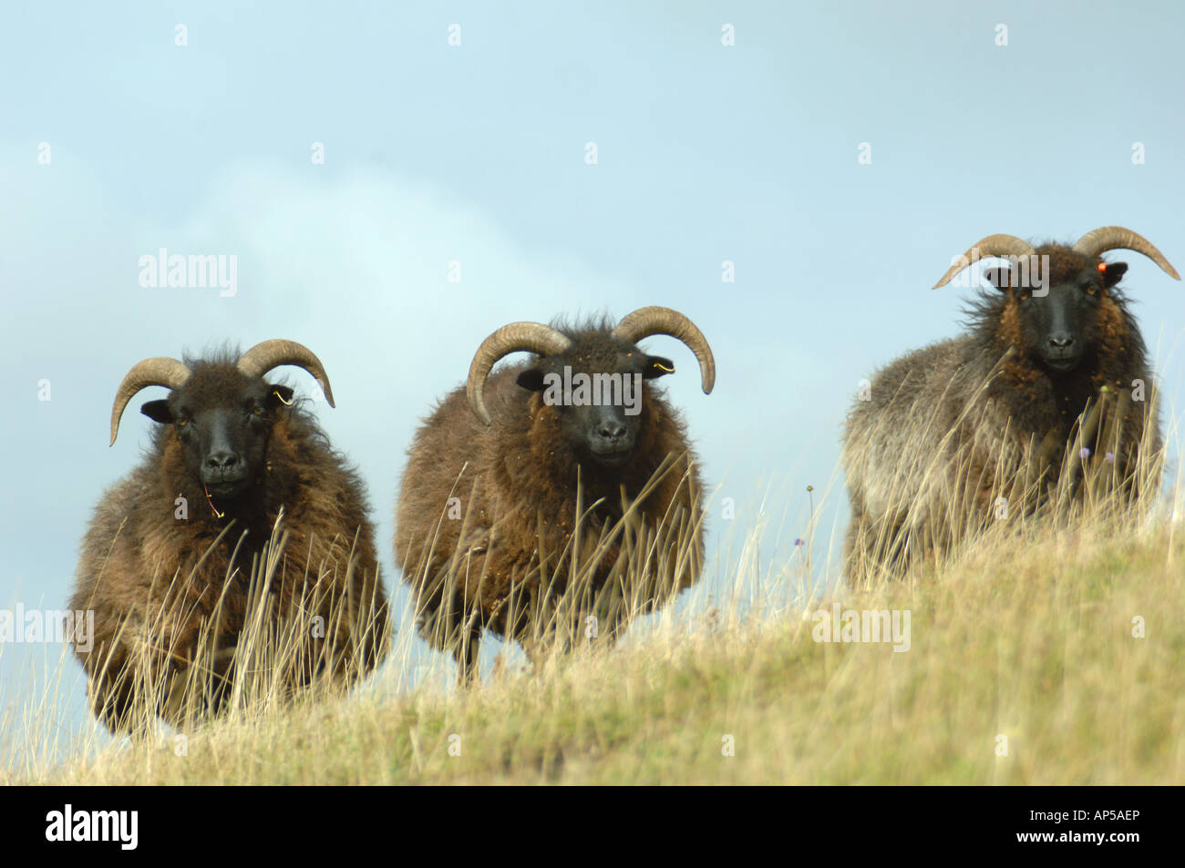 Hebridean sheep grazing Knocking Hoe National Nature Reserve ...