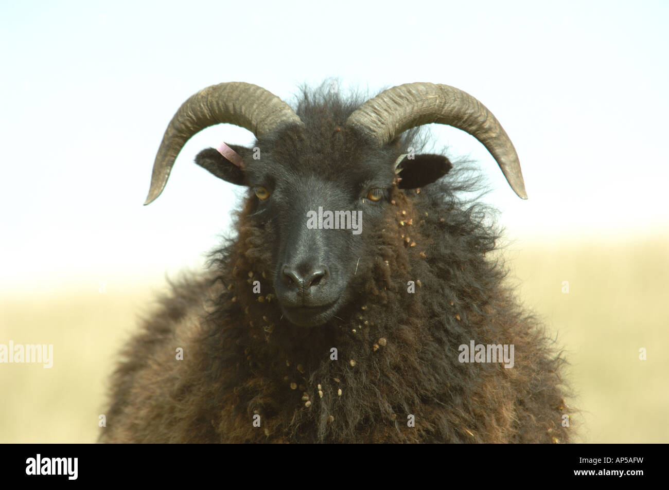 Hebridean sheep grazing Knocking Hoe National Nature Reserve ...