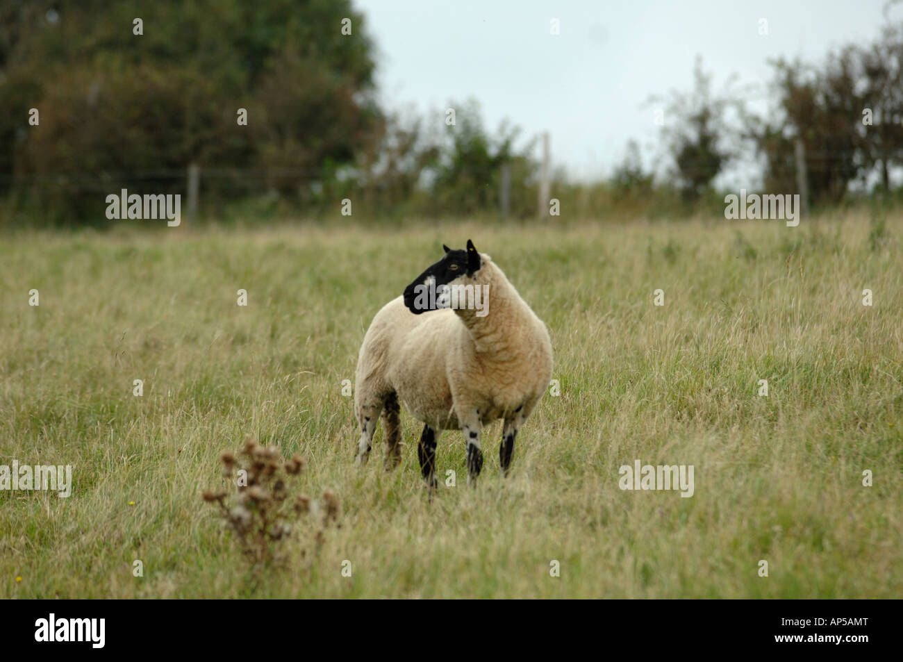 Beulah Sheep grazing at Lullington Heath National Nature Reserve East