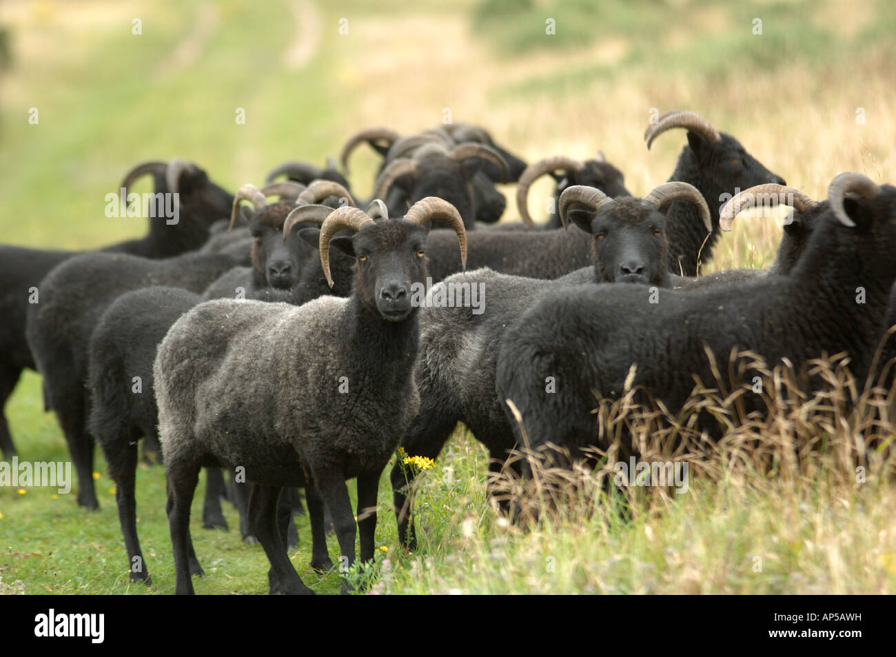 Hebridean Sheep grazing at Lullington Heath National Nature Reserve