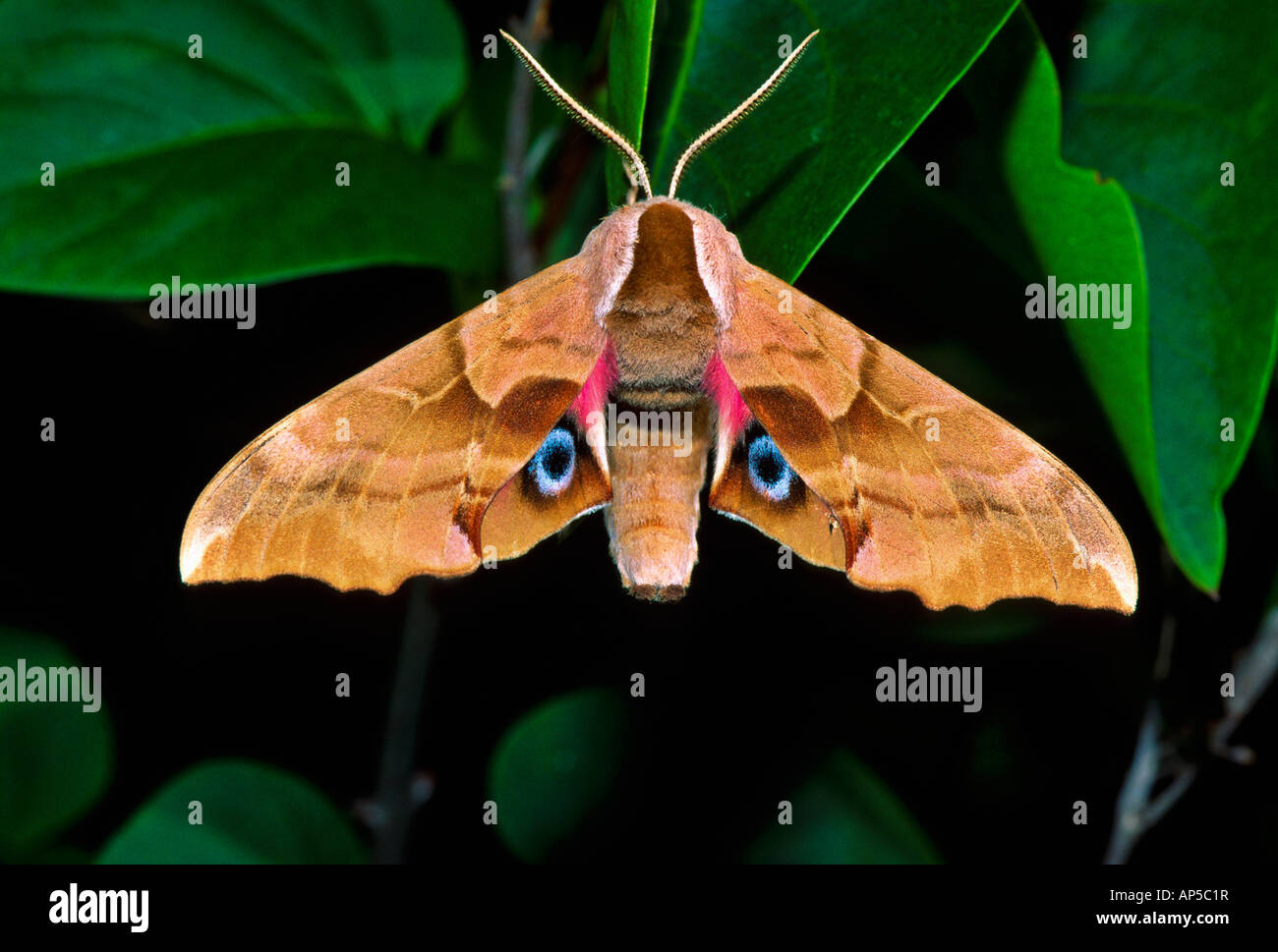 One eyed Sphinx Moth Smerinthus Cerisyi Seattle Washington State USA Stock Photo