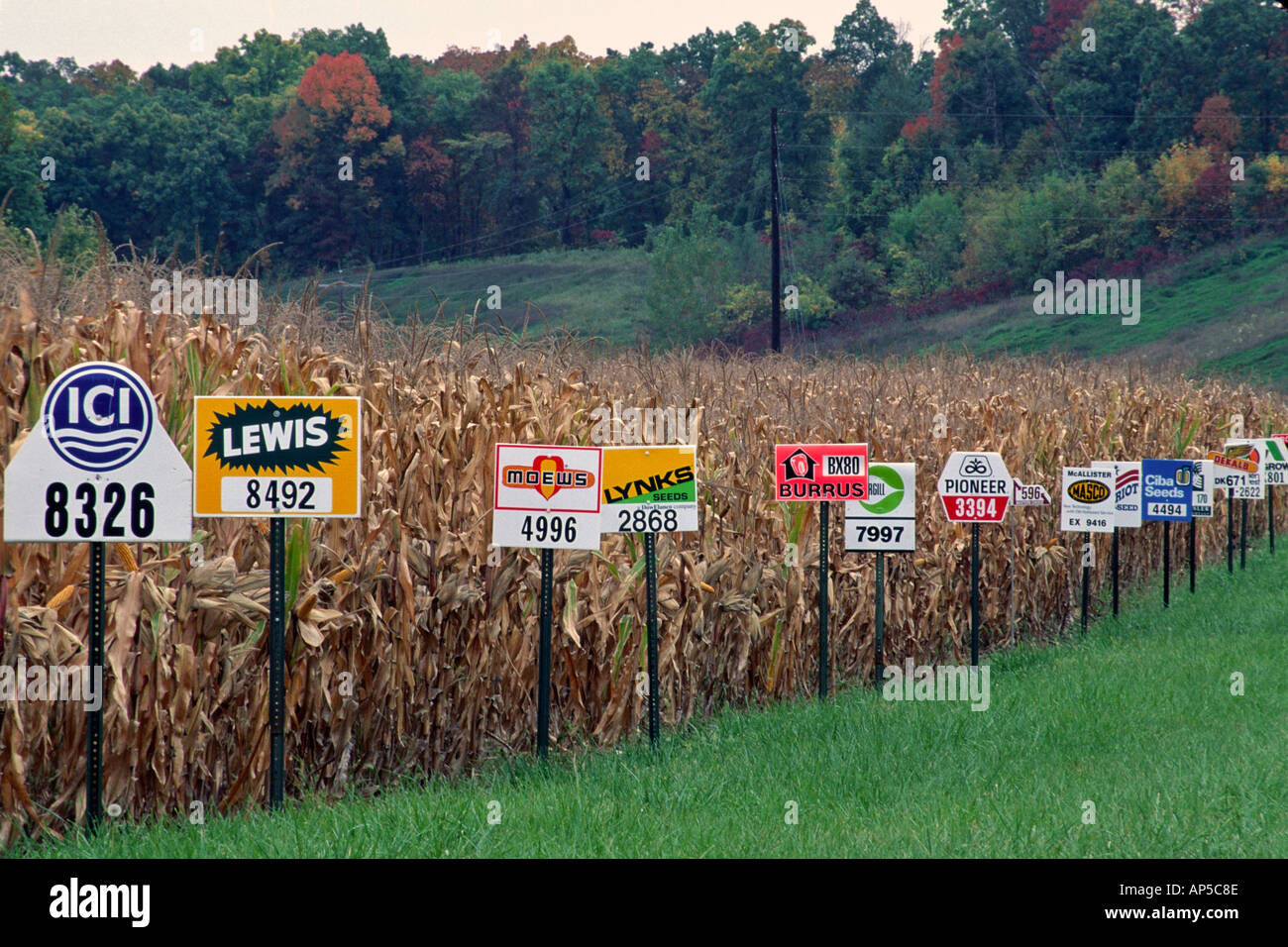 Corn Seed Brands